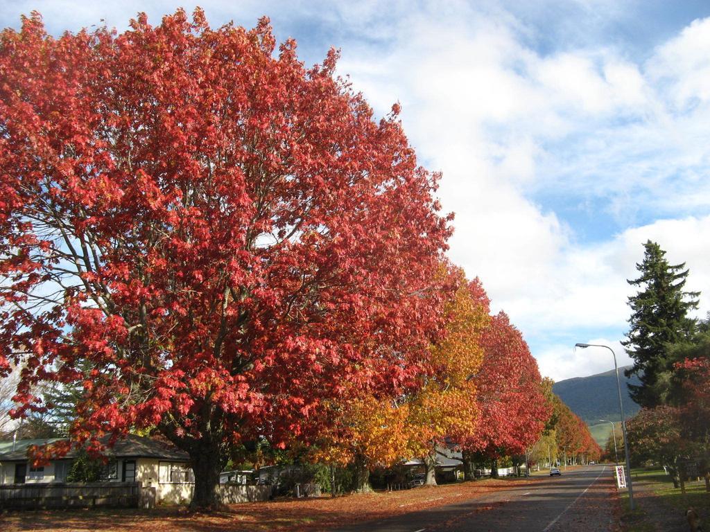 Tongariro River Motel 투랑가이 객실 사진